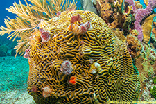 Christmas tree worms